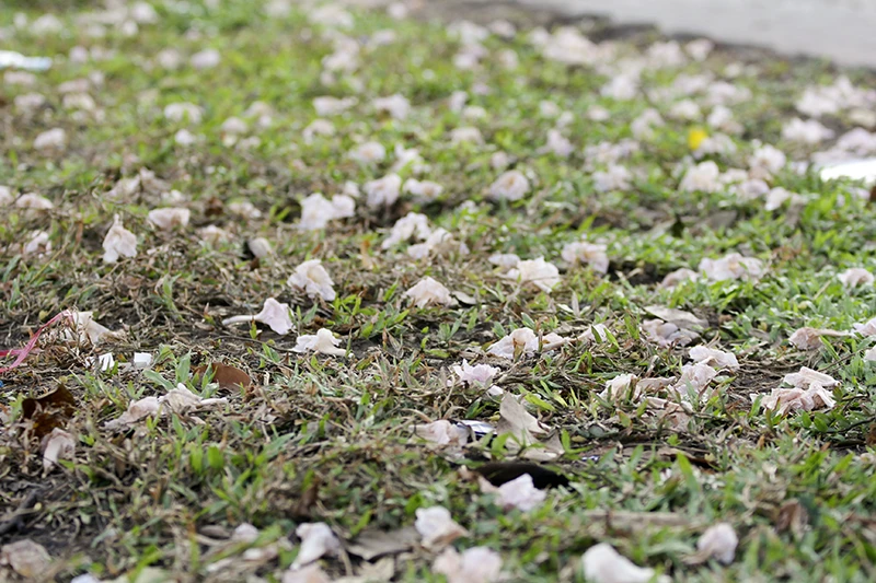 Hoa kèn hồng trên phố Sài Gòn ảnh 7